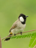 White-eared Bulbul thumbnail