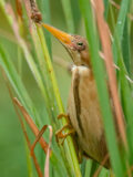 Cinnamon Bittern thumbnail