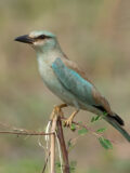 European Roller thumbnail