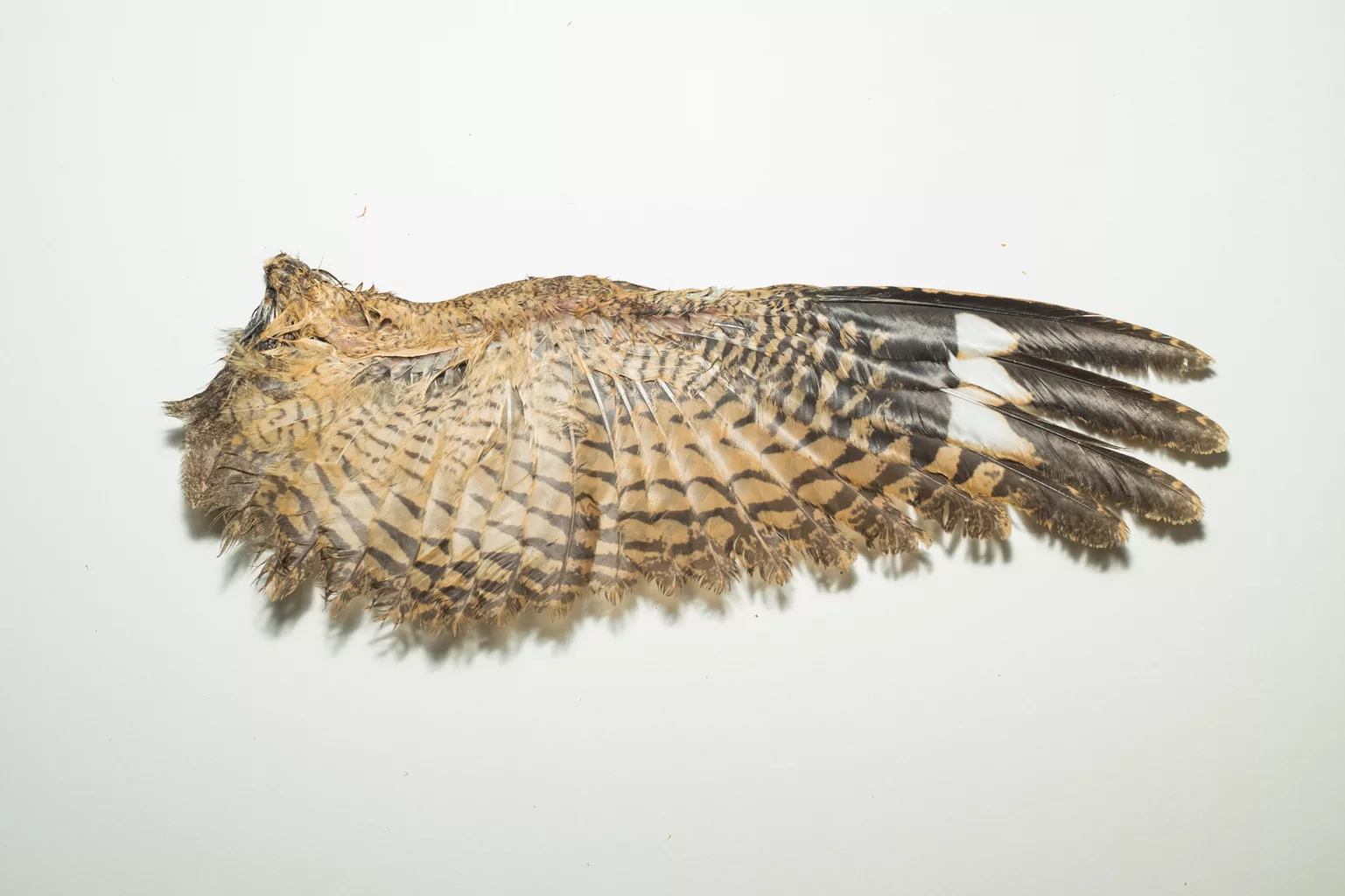 Full Wing - Ventral View