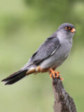 Amur Falcon thumbnail