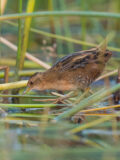 Bailon's Crake thumbnail