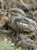 Eurasian Nightjar thumbnail
