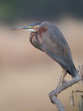 Purple Heron thumbnail