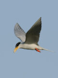 River Tern thumbnail