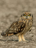 Short-eared Owl thumbnail