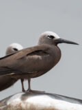 Lesser Noddy thumbnail