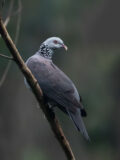 Nilgiri Wood Pigeon thumbnail