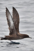 Sooty Shearwater thumbnail