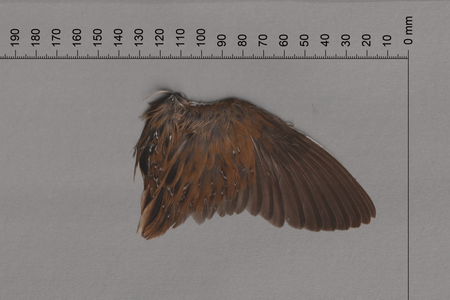 Full Wing - Dorsal View