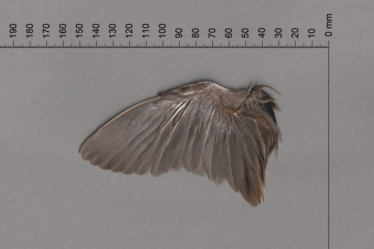 Full Wing - Ventral View